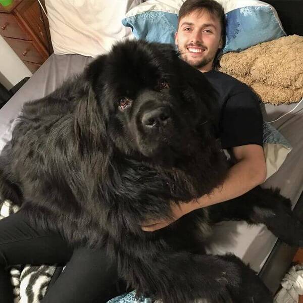 Big dogs that 2025 like to cuddle